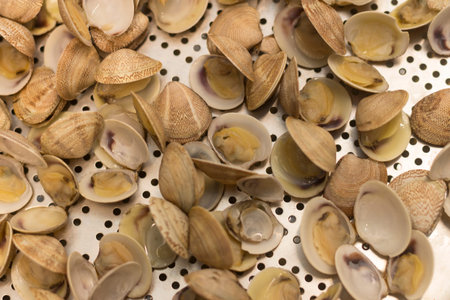 Clams on a white background. Clams on a white background.