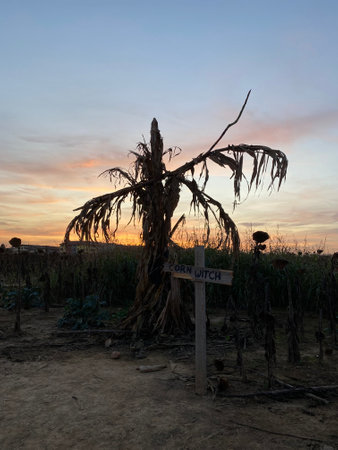 Sunset in a corn field in the countryside.の写真素材