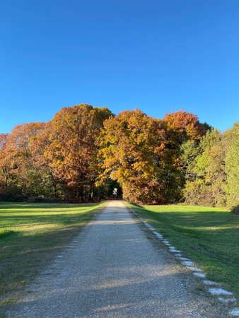 Path in the autumn forest with fallen leaves on the ground and blue skyの写真素材