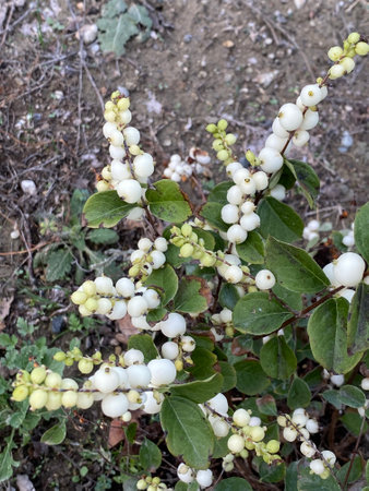 White berries of the snowberryの写真素材