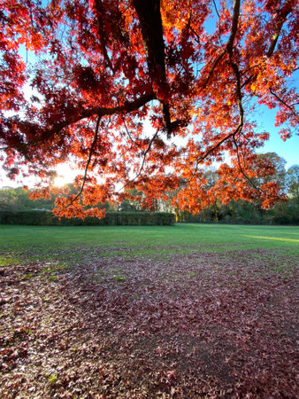 Autumn leaves in the park at sunset with blue sky background.の写真素材