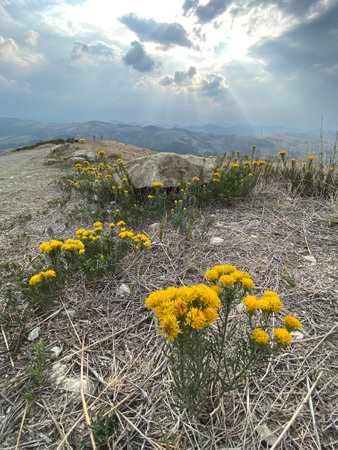 Yellow flowers on the background of the mountains.の写真素材