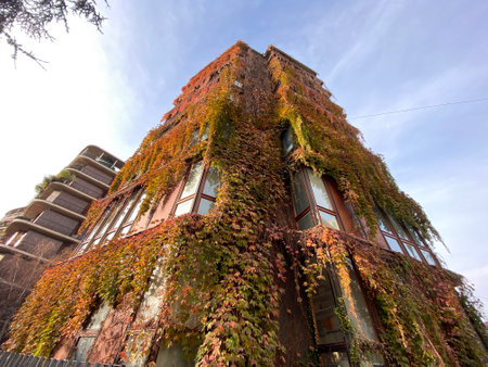 Vintage building with ivy on the roof. Autumn season.の写真素材