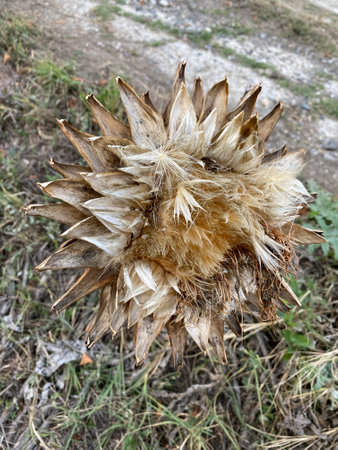 A closeup shot of a dried thistle on a field in autumnの写真素材