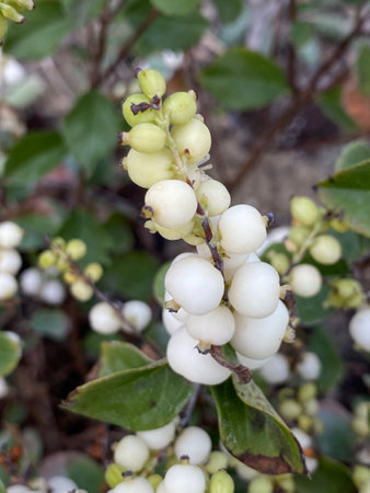 Mistletoe (Vaccinium vitis-idaea)の写真素材