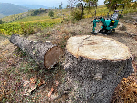 A tree has been cut down in the vineyard.の写真素材