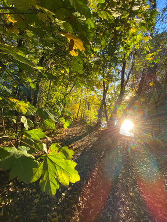 Sunlight in the autumn forest with sun rays passing through the leavesの写真素材