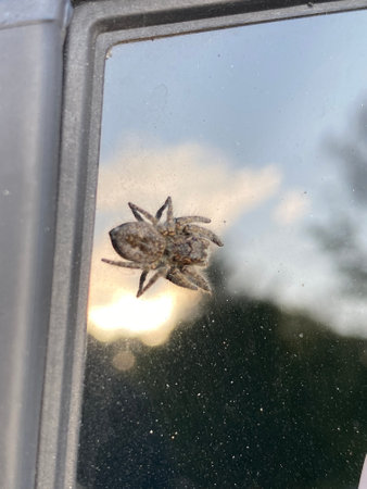 Spider on the window of a car, close-up, macroの写真素材