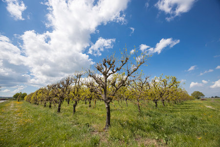 Orchard in springtime with young fruit trees and blue sky with white cloudsの写真素材