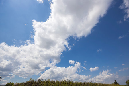 Clouds in the blue sky over a field of fruit trees.の写真素材