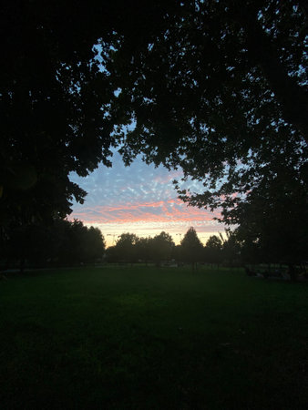 Sunset in the park with trees and grass in the foreground.の写真素材