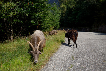 goats on the road in the Carpathian Mountains, Ukraineの写真素材