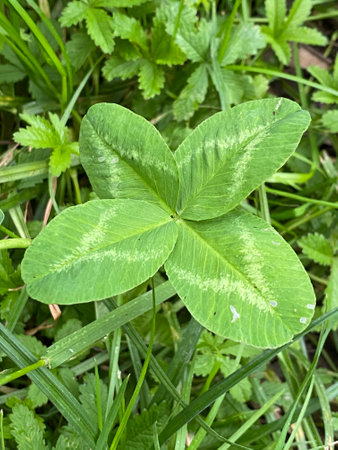 Green clover leaf in the grass. Close-up image.の写真素材