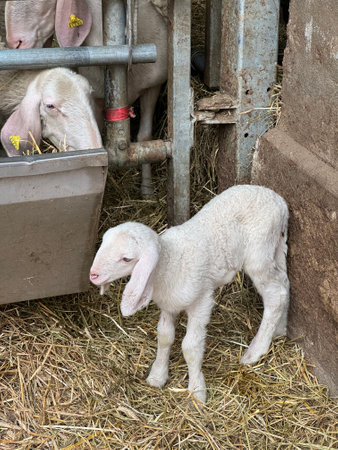 Cute lambs in a pen on a farm in the Netherlandsの写真素材
