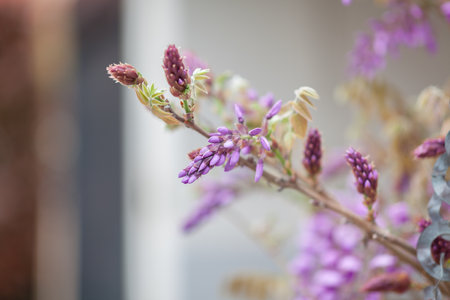 Wisteria flowers blooming in the garden. Selective focus.の写真素材