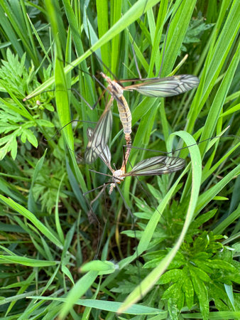 Two dragonflies mating on the green grass in the summer garden.の写真素材