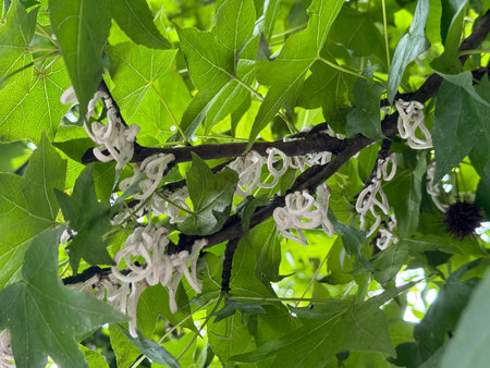 Plant infested by Takahashia japonica, aka the string cottony scale; it is an insect pest in the...