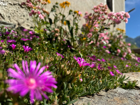 Bee on a purple flower under the sun in Italy.