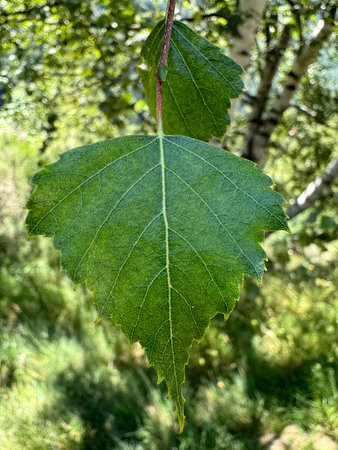 green leaves of a birch tree in the summer in the forest