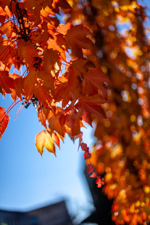 Close up on autumn foliage, background is blurred, no people are visible.