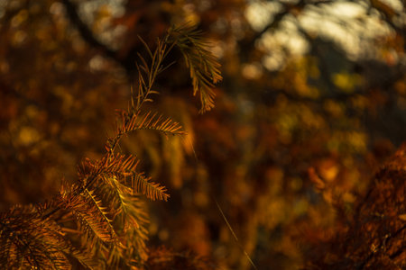 Close up on autumn foliage, background is blurred, no people are visible.の写真素材