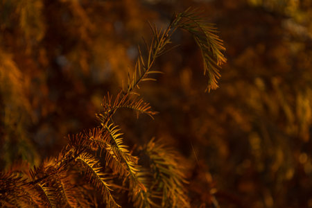 Close up on autumn foliage, background is blurred, no people are visible.の写真素材