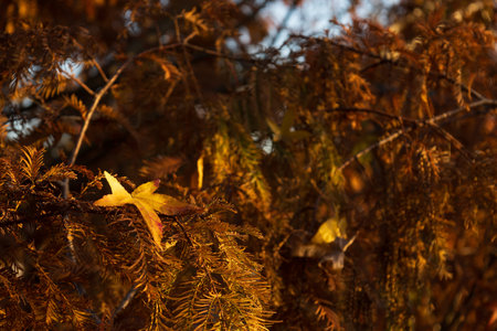 Close up on autumn foliage, background is blurred, no people are visible.