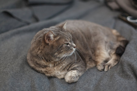 Portrait of a domestic cat resting on a blanket.の写真素材