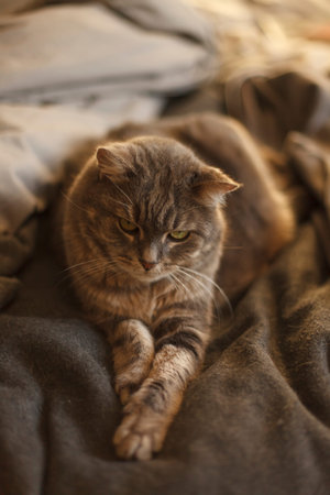 Portrait of a domestic cat resting on a blanket.