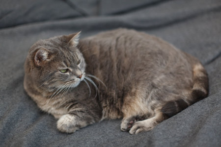 Portrait of a domestic cat resting on a blanket.の写真素材
