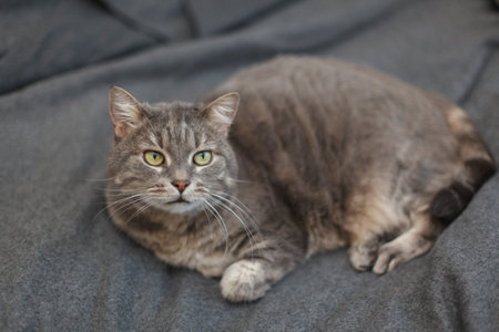 Portrait of a domestic cat resting on a blanket.の写真素材