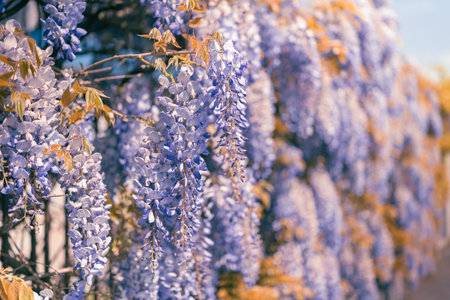 Spring time wisteria flower blossom blooming in sunlight.の写真素材