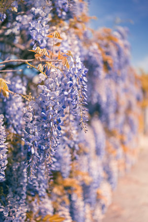 Spring time wisteria flower blossom blooming in sunlight.の写真素材