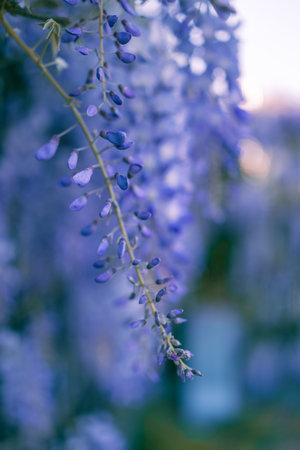 Spring time wisteria flower blossom blooming in sunlight.の写真素材