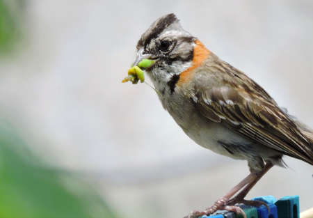 Food Supplier.の写真素材