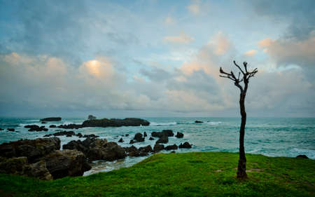 tree with stormy sea and cloudy sky backgroundの写真素材