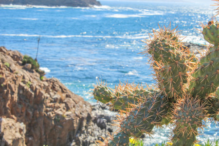 Mexican beach between mountains and cactus