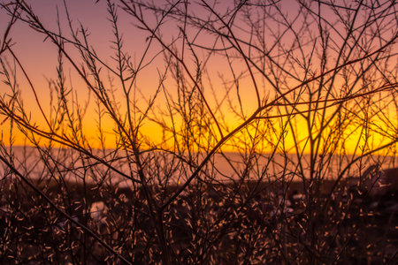 landscape with tree in reddish sunsetの写真素材