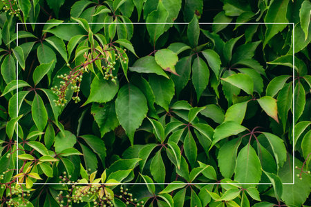 background of green plants in sepia tones with white margin box between the leavesの写真素材