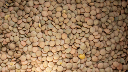 texture of lentils of colors and sizesの写真素材