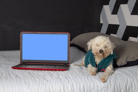 adorable and beautiful dog on the bed next to laptopの写真素材