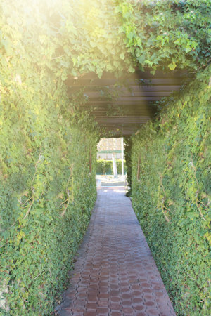 romantic and magical fantasy hallway, full of plants in the forestの写真素材