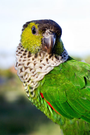 Parrotの写真素材