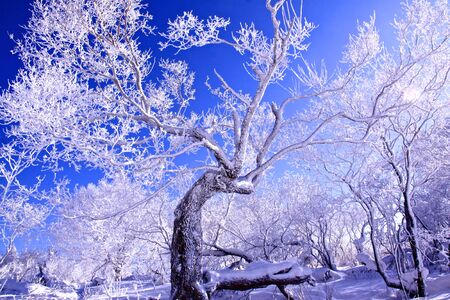 trees covered with snowの写真素材