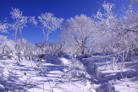 trees covered with snowの写真素材