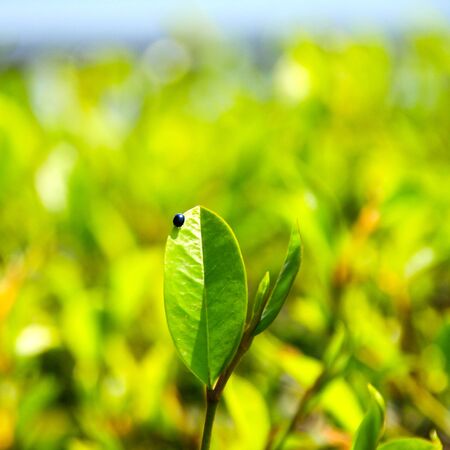 Insect on the leafの写真素材