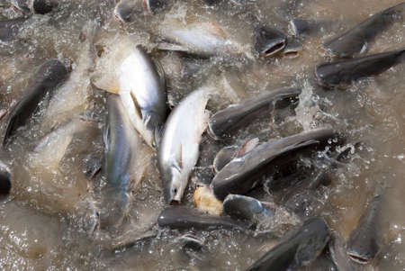 Feeding fish on a riversideのeditorial素材