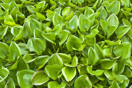 Floating green leaf