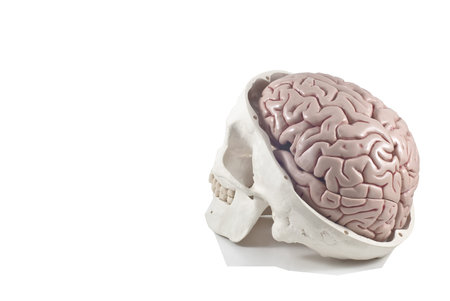Human skull with brain model,isolatedの写真素材