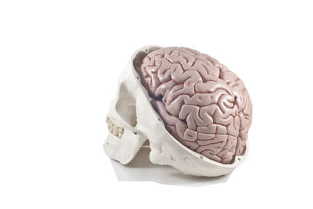 Human skull with brain model,isolatedの写真素材